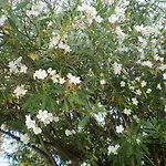 The Little 公寓 洛帕德