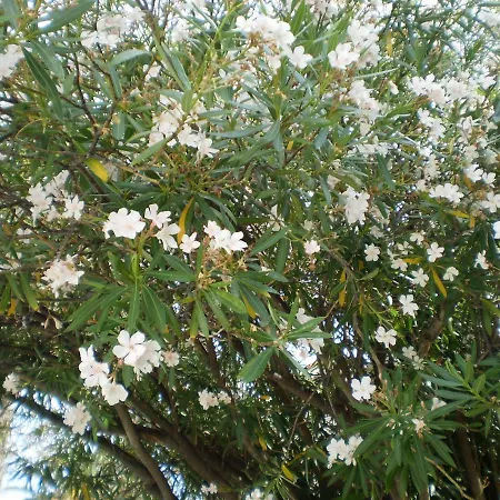 The Little アパート ロプド